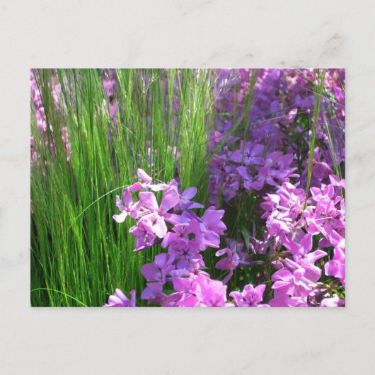 Carte Postale Pink Phlox et Grass été Floral (Devant)