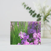 Carte Postale Pink Phlox et Grass été Floral (Debout devant)