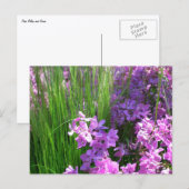 Carte Postale Pink Phlox et Grass été Floral (Devant / Derrière)