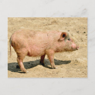 Carte Postale Pink piglet