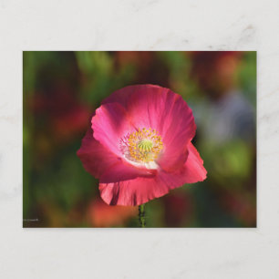 Carte Postale Pink poppy in the Sunshine Photographe