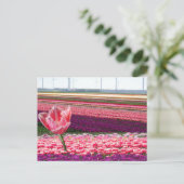 Carte Postale Pink Purple Tulips Field & Pink Tulip do-it-yourse (Debout devant)
