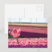 Carte Postale Pink Purple Tulips Field & Pink Tulip do-it-yourse (Devant / Derrière)