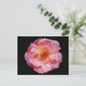 Carte Postale Pink Rose w/ Dew Drops Black Background (Debout devant)