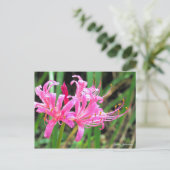 Carte Postale Pink Spider Lily [Postcard] (Debout devant)