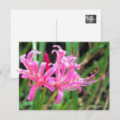 Carte Postale Pink Spider Lily [Postcard] (Devant / Derrière)