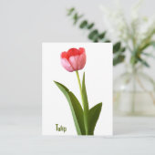 Carte Postale Pink Spring Tulip Nature Florale Photographie (Debout devant)