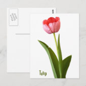 Carte Postale Pink Spring Tulip Nature Florale Photographie (Devant / Derrière)
