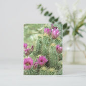 Carte Postale Pink Trill Bloom Cactus Arizona Photo Postcard (Debout devant)