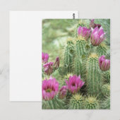 Carte Postale Pink Trill Bloom Cactus Arizona Photo Postcard (Devant / Derrière)