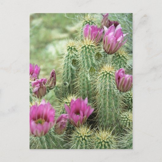 Carte Postale Pink Trill Bloom Cactus Arizona Photo Postcard (Devant)