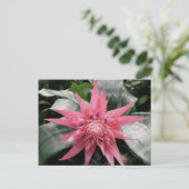 Carte Postale Pink Variegated Bromeliad (Debout devant)