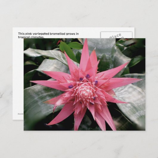 Carte Postale Pink Variegated Bromeliad (Devant / Derrière)