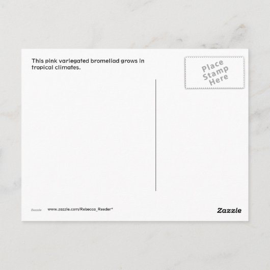 Carte Postale Pink Variegated Bromeliad (Dos)
