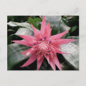 Carte Postale Pink Variegated Bromeliad (Devant)