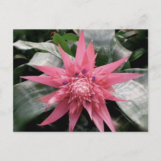 Carte Postale Pink Variegated Bromeliad (Devant)