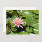 Carte postale Pink Water Lily (Devant / Derrière)