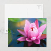 Carte postale Pink Water Lily (Devant / Derrière)