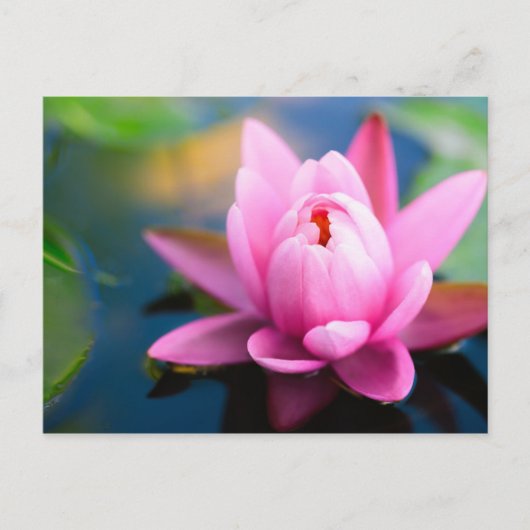 Carte postale Pink Water Lily (Devant)