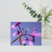 CARTE POSTALE PINKFAIRIES (Debout devant)