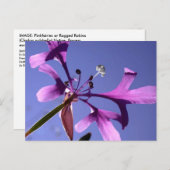 CARTE POSTALE PINKFAIRIES (Devant / Derrière)