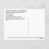 CARTE POSTALE PINKFAIRIES (Dos)