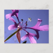 CARTE POSTALE PINKFAIRIES (Devant)