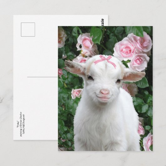 Carte postale "Pinky" (Devant / Derrière)