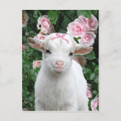 Carte postale "Pinky" (Devant)