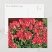 Carte Postale Pinocchio Tulips (Devant / Derrière)