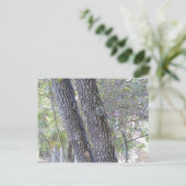 Carte Postale Pins (Debout devant)