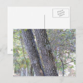 Carte Postale Pins (Devant / Derrière)