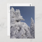 Carte Postale Pins blanchis à la neige (Devant / Derrière)