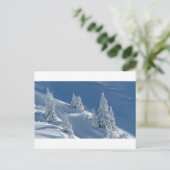 Carte Postale Pins couverts de neige (Debout devant)