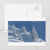 Carte Postale Pins couverts de neige (Devant / Derrière)