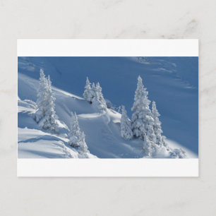 Carte Postale Pins couverts de neige