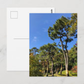 Carte Postale Pins dans le ciel d'automne (Devant / Derrière)