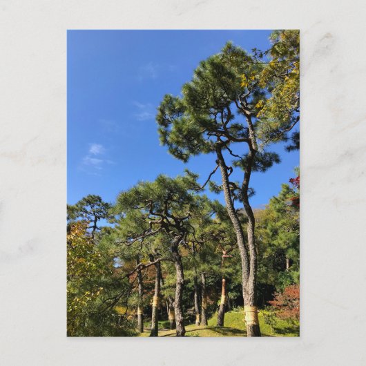Carte Postale Pins dans le ciel d'automne (Devant)