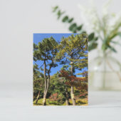 Carte Postale Pins dans le ciel d'automne (Debout devant)