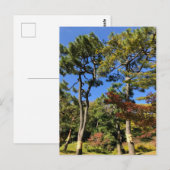 Carte Postale Pins dans le ciel d'automne (Devant / Derrière)