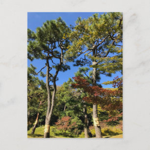 Carte Postale Pins dans le ciel d'automne