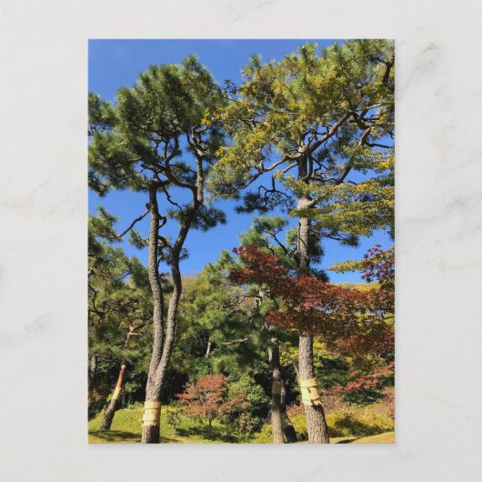 Carte Postale Pins dans le ciel d'automne (Devant)