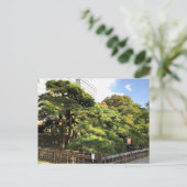 Carte Postale Pins de 300 ans (Debout devant)