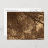 Carte Postale Pins de Thru Sunshine filtrés (Devant / Derrière)