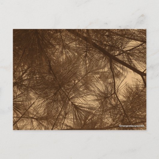 Carte Postale Pins de Thru Sunshine filtrés (Devant)