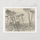 Carte Postale Pins devant le mur Asile, Vincent van Gogh (Devant)