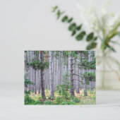 Carte Postale Pins du Michigan (Debout devant)