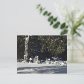 Carte Postale Pins minuscules en neige (Debout devant)