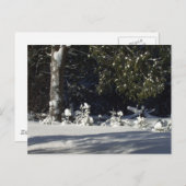 Carte Postale Pins minuscules en neige (Devant / Derrière)