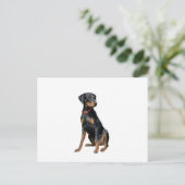 Carte Postale Pinscher Dobermann (naturel) (Debout devant)